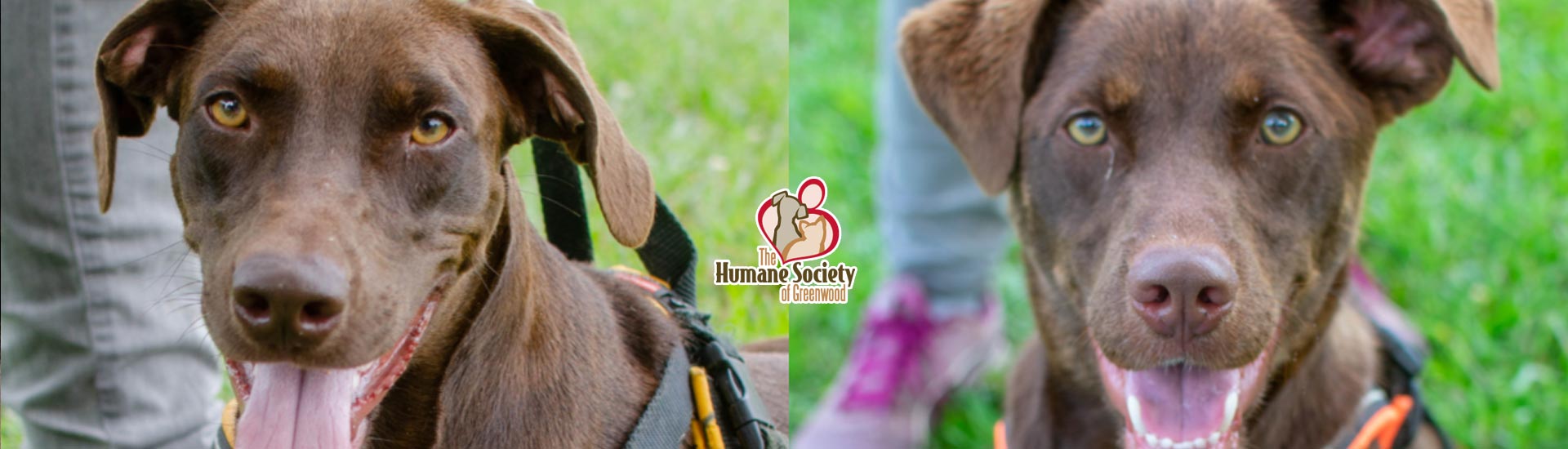 Pets of the Week September 17, 2018